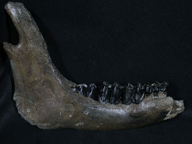 Irish Elk Jaw - Pleistocene, Germany #31481